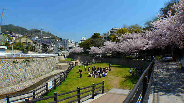 宇治川公園の桜並木