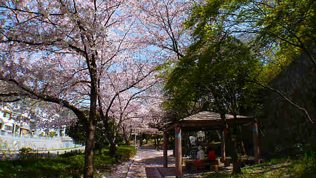宇治川公園の桜並木