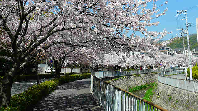 宇治川の桜並木