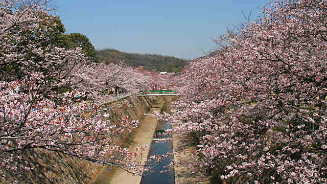 妙法寺川の桜