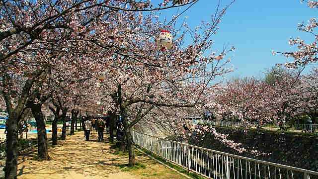 妙法寺川の桜