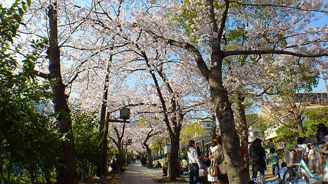 都賀川の桜並木