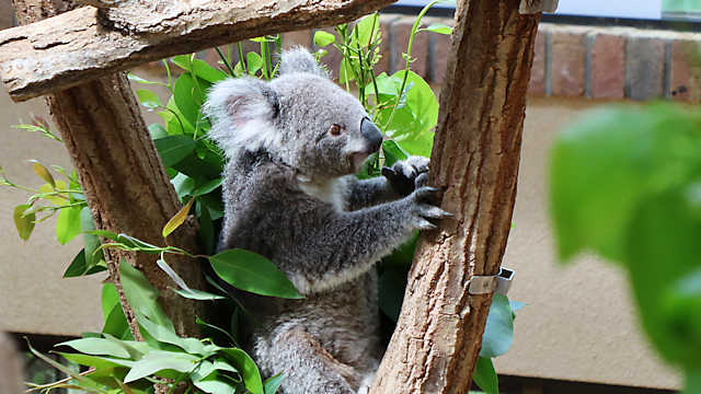 王子動物園のコアラ