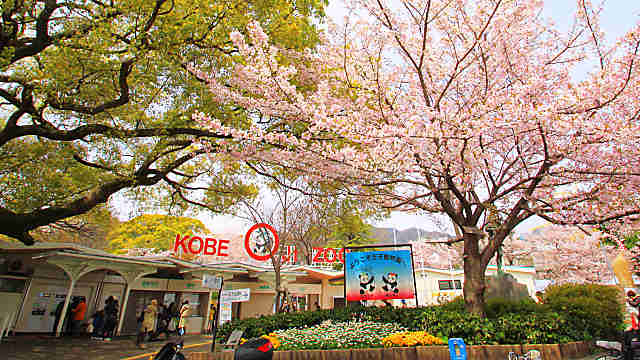 王子動物園の桜