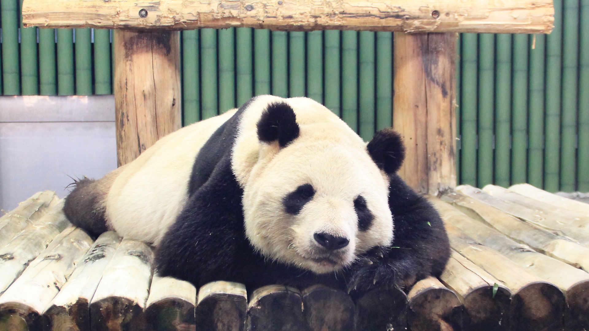 王子動物園のパンダ タンタン 中国へ返還 最後の一般公開