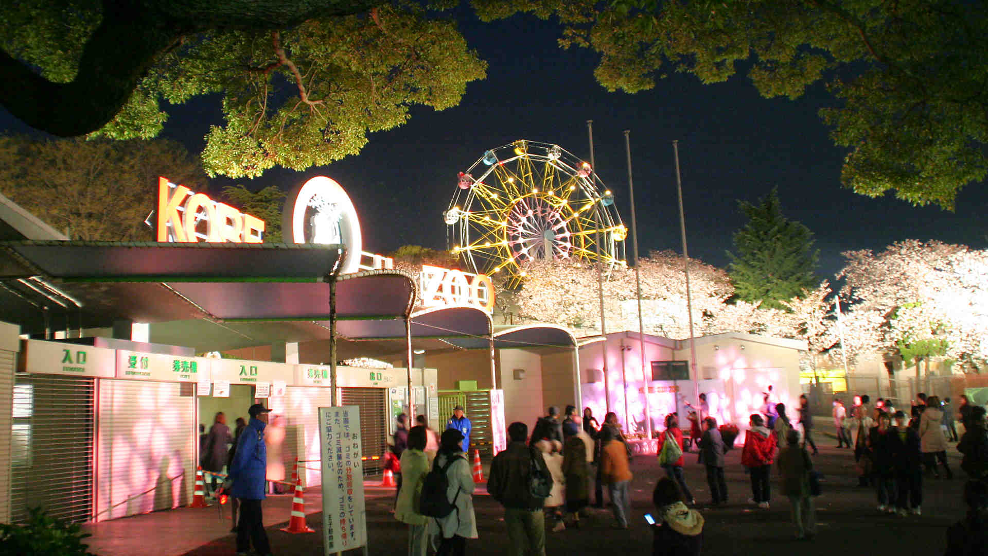 王子動物園夜桜通り抜け18 桜のライトアップは入園無料