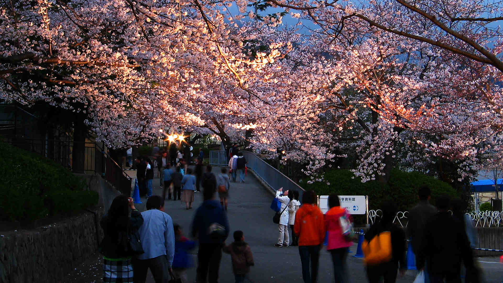 王子動物園夜桜通り抜け18 桜のライトアップは入園無料