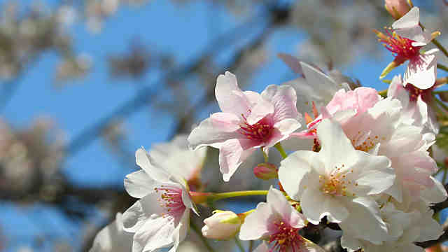 笹部桜（ササベザクラ）