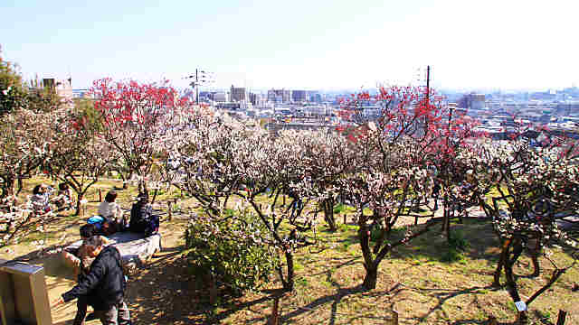 神戸・岡本梅林公園
