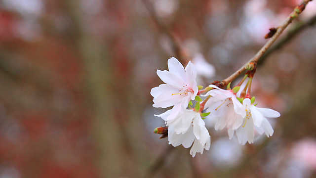 ジュウガツザクラ （十月桜）