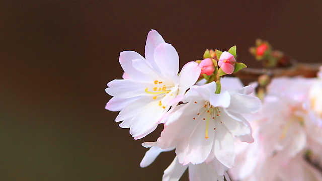 ジュウガツザクラ （十月桜）