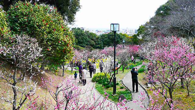 須磨離宮公園の梅