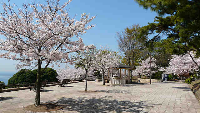 須磨浦公園 西エリアの桜