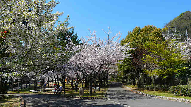 須磨浦公園 東エリアの桜