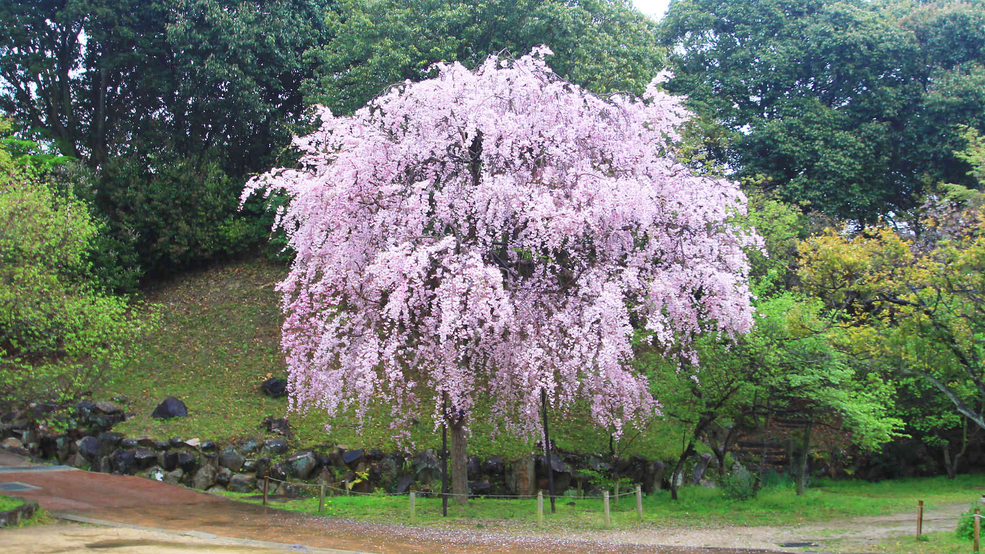 須磨さくらめぐりバス 敦盛桜 無料のお花見バス 須磨浦公園でライトアップイベント開催