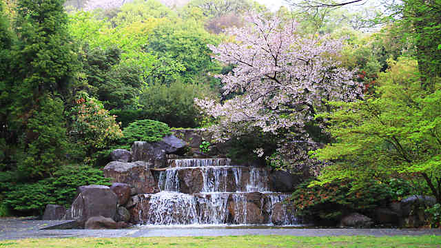 須磨離宮公園の桜