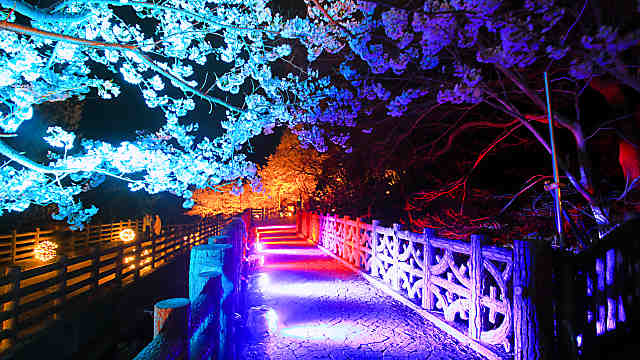 須磨浦公園夜桜のライトアップ「敦盛桜花灯り」