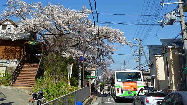 摩耶ケーブル駅の桜