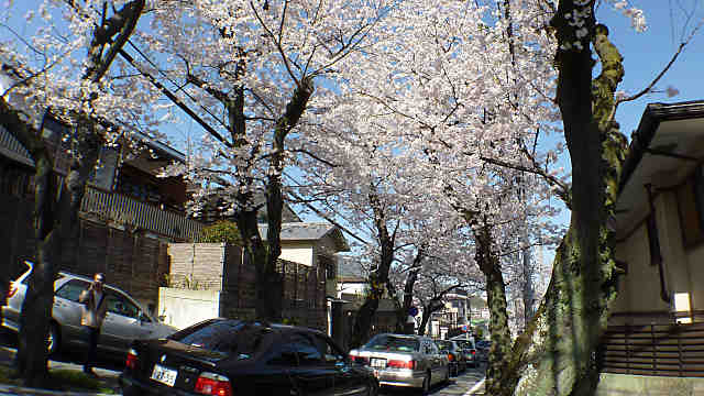 神戸高尾通の桜トンネル
