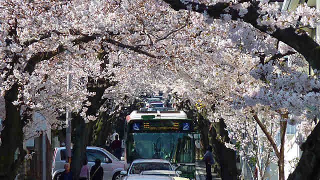 神戸高尾通の桜トンネル