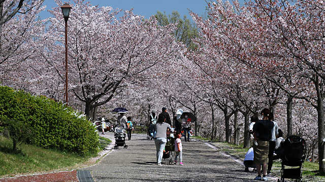 西神中央公園の桜