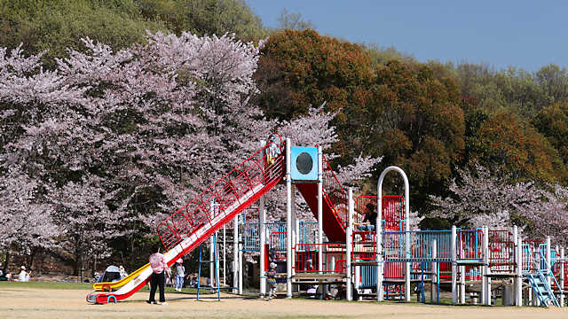 西神中央公園の桜