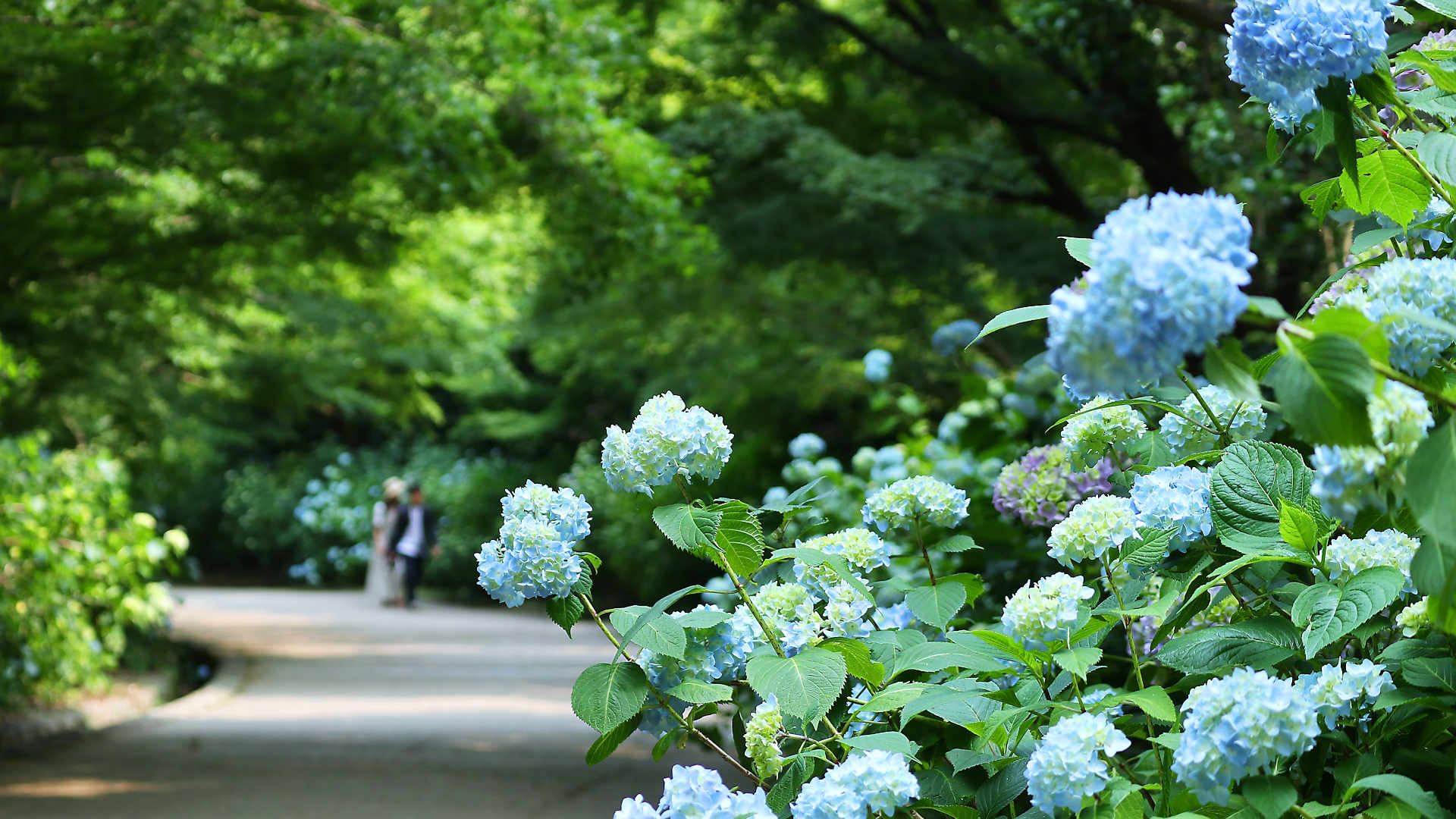 森林植物園のあじさい 森の中のあじさい散策