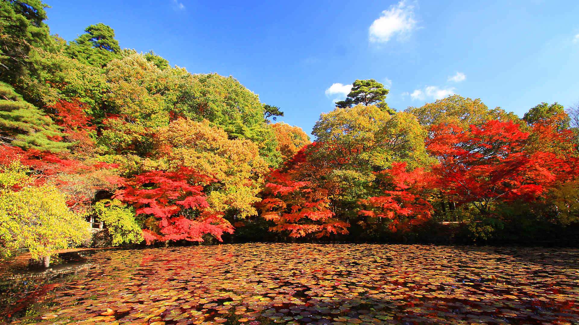 森林もみじ散策18 神戸森林植物園の紅葉とライトアップ
