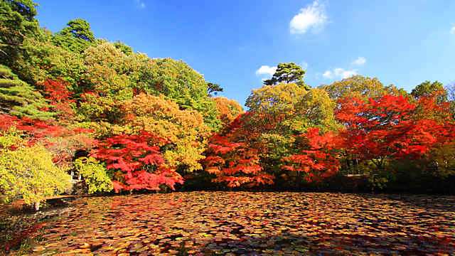 長谷池の紅葉