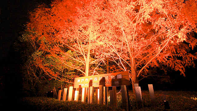 森林植物園 紅葉ライトアップ