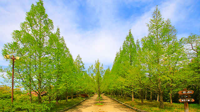 神戸市立森林植物園の新緑
