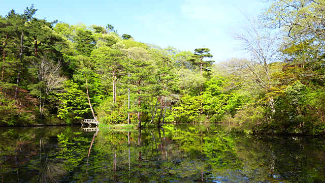 神戸市立森林植物園の新緑