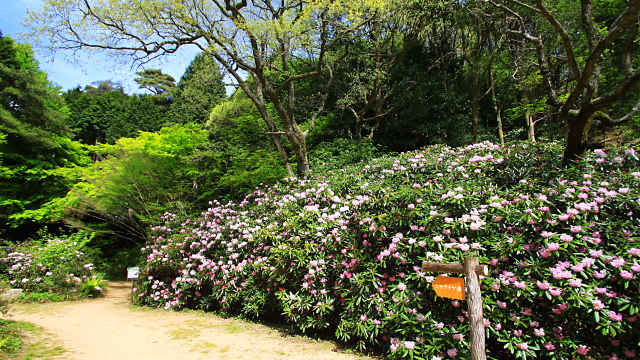 神戸市立森林植物園のシャクナゲ