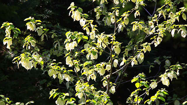 神戸市立森林植物園のハンカチの木