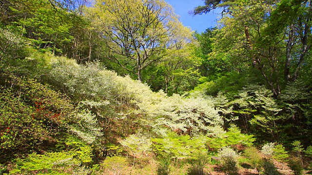 神戸市立森林植物園のドウダンツツジ
