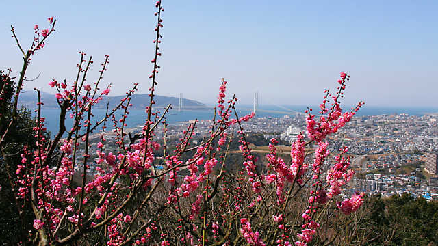 須磨浦山上遊園の梅林と明石海峡大橋