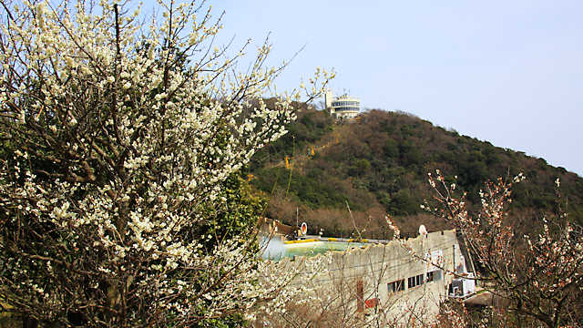 須磨浦山上遊園の梅林と須磨浦回転展望閣