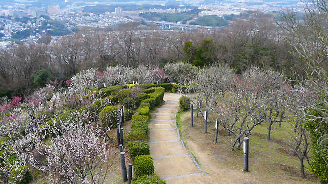 須磨浦山上遊園の梅林