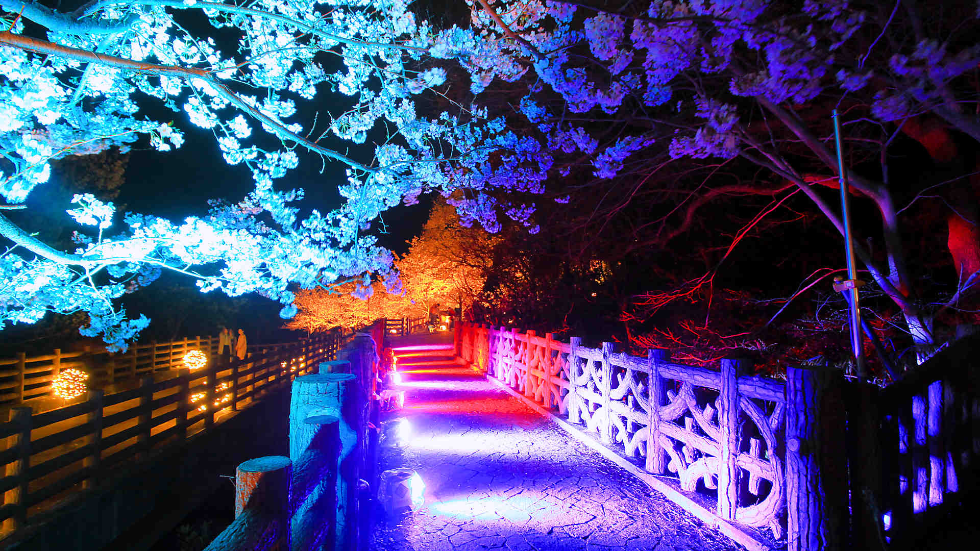 須磨浦公園夜桜のライトアップ 敦盛桜18 敦盛桜花灯り