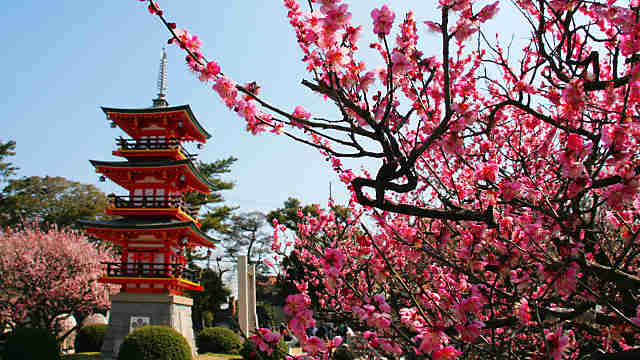 綱敷天満宮の梅