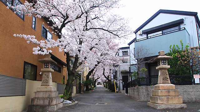 弓弦羽神社参道の桜並木