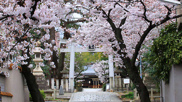 弓弦羽神社参道の桜並木