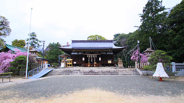 弓弦羽神社の拝殿と紅枝垂桜