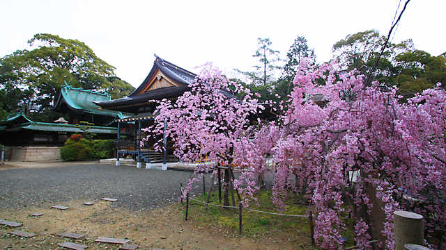 弓弦羽神社の紅枝垂桜