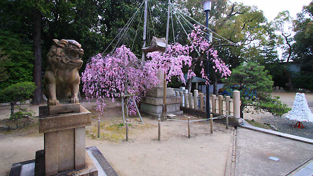 弓弦羽神社の紅枝垂桜