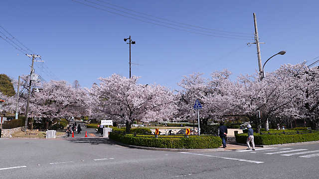 越水浄水場と西宮震災記念碑公園の桜