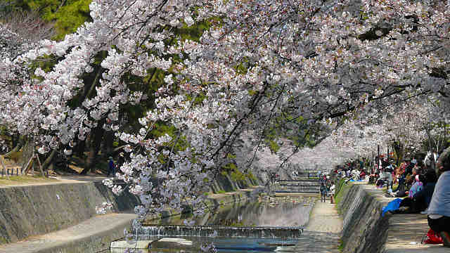 夙川の桜