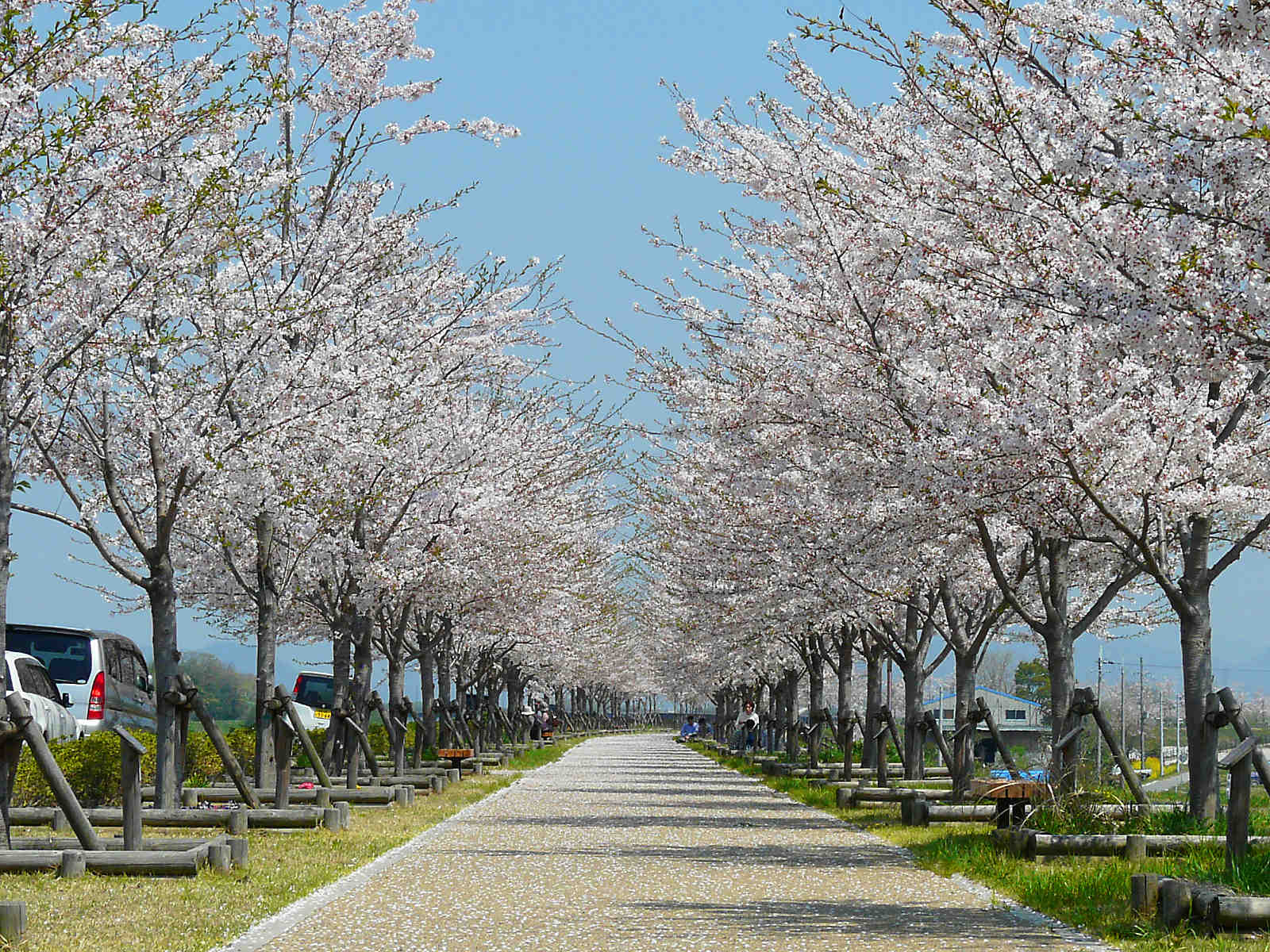 回廊 づつみ 小野 桜 おの桜づつみ回廊の2022年ライトアップや見頃や開花状況は？アクセスや駐車場は？