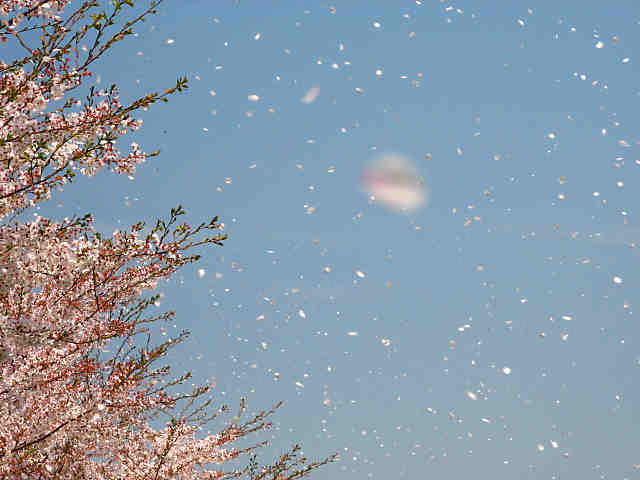おの桜づつみ回廊の桜吹雪