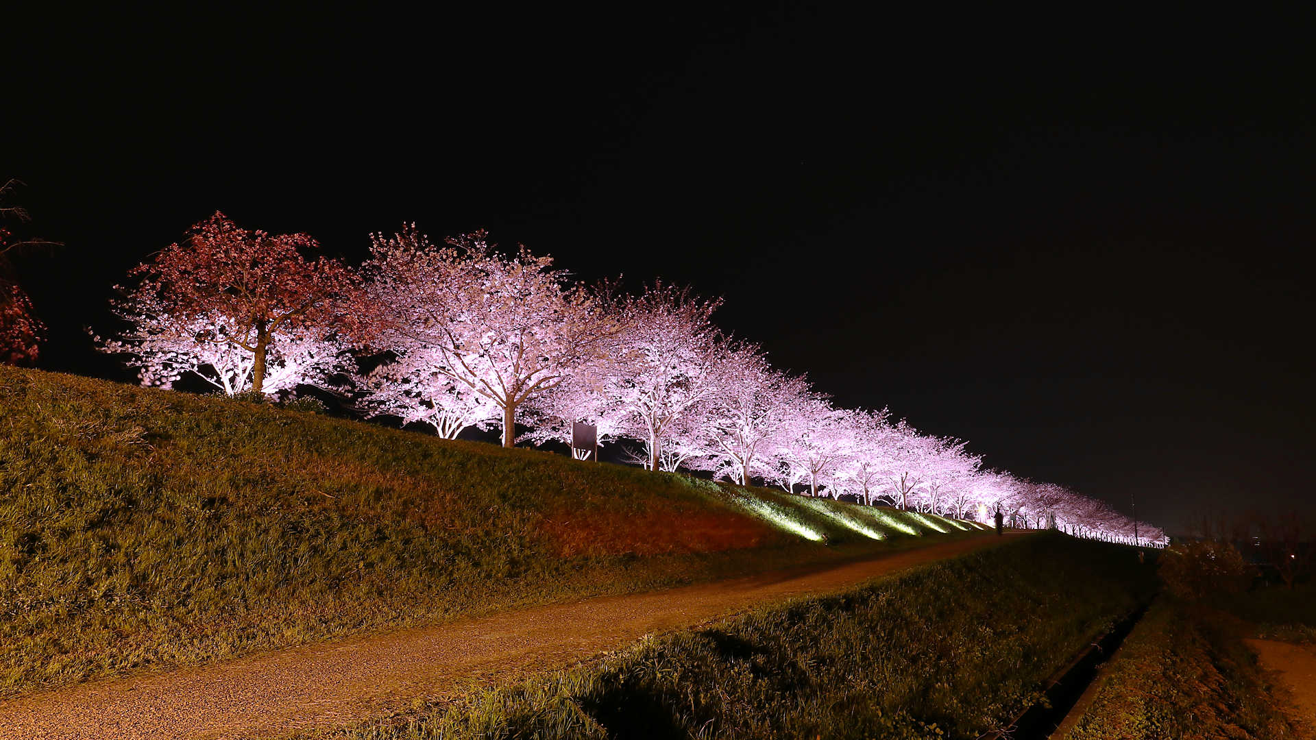 おの桜づつみ回廊18 桜の絶景 西日本最大級の桜並木